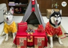 เสื้อจีนสำหรับสัตว์เลี้ยงขนาดใหญ่ เสื้อจีนหมาใหญ่ เสื้อจีนสุนัขพันธ์ใหญ่ เสื้อผ้าสุนัขตัวโต เสื้อหมาใหญ่ ไซส์ 7-16  (อก 56-106 cm.)