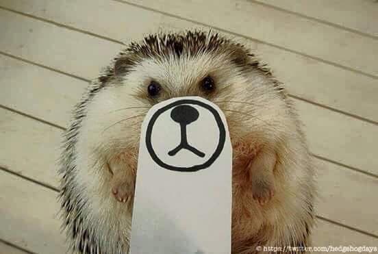 เม่น  สัตว์โลกน่ารัก เมื่อโดนจับมาวาดปากเป็นสัตว์ต่างๆ คิดว่างัยน่ารักไหม