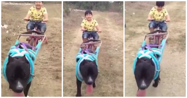 พิทบูลจูงรถเด็กเดินเล่นชิล ๆ ชาวเน็ตมองหลายมุม ทั้งน่ารัก-อันตราย-ทรมานสัตว์ ว่ากันไป