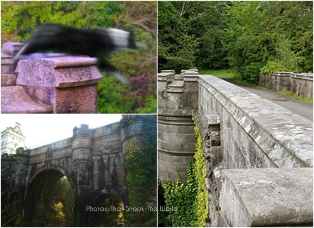 ขนลุก สะพานอาถรรพ์ สุนัขกระโดดฆ่าตัวตายกว่า 600 ตัว โดยไม่ได้นัดหมาย