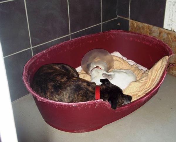 มิตรภาพหมาน้อย หนึ่งสุนัขตาบอดกับอีกหนึ่งตาดี ที่พร้อมจะก้าวไปด้วยกัน