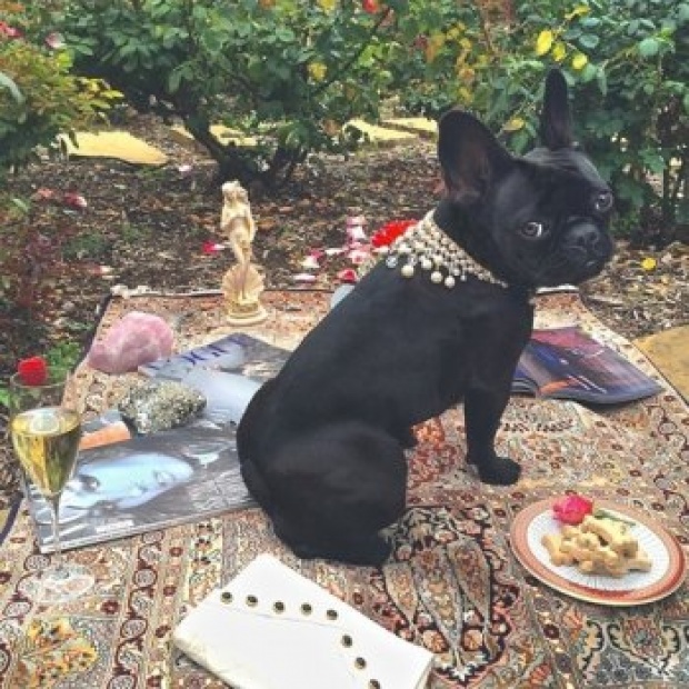 น้องหมา French Bulldog ของ เลดี้ กาก้า สอยงานพรีเซนเตอร์กระเป๋าแบรนด์หรู! นางแบบดังตกงานกันแน่ๆ