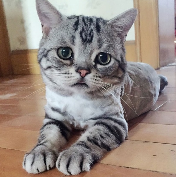 ลูลู่ เจ้าเหมียวที่หน้าเศร้าที่สุด แมวหน้าเศร้าที่ฮอตสุดๆตอนนี้