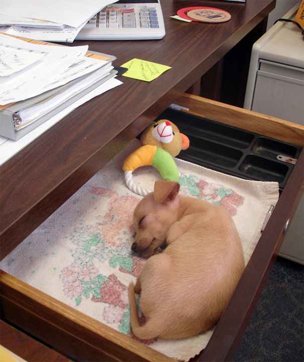 bring-puppy-to-work-43__605.jpg