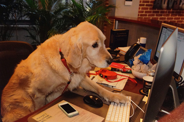 bring-puppy-to-work-19__605.jpg