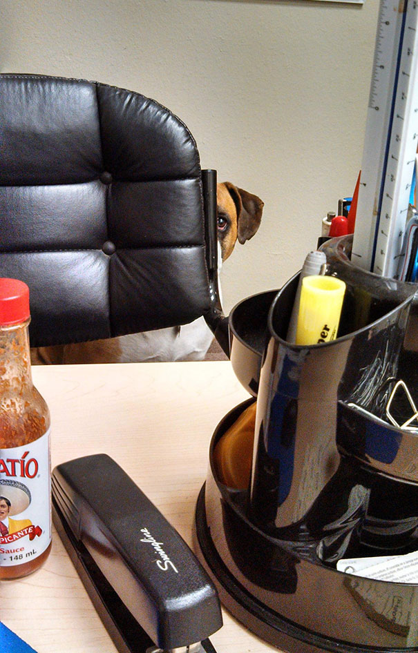 bring-puppy-to-work-18__605.jpg
