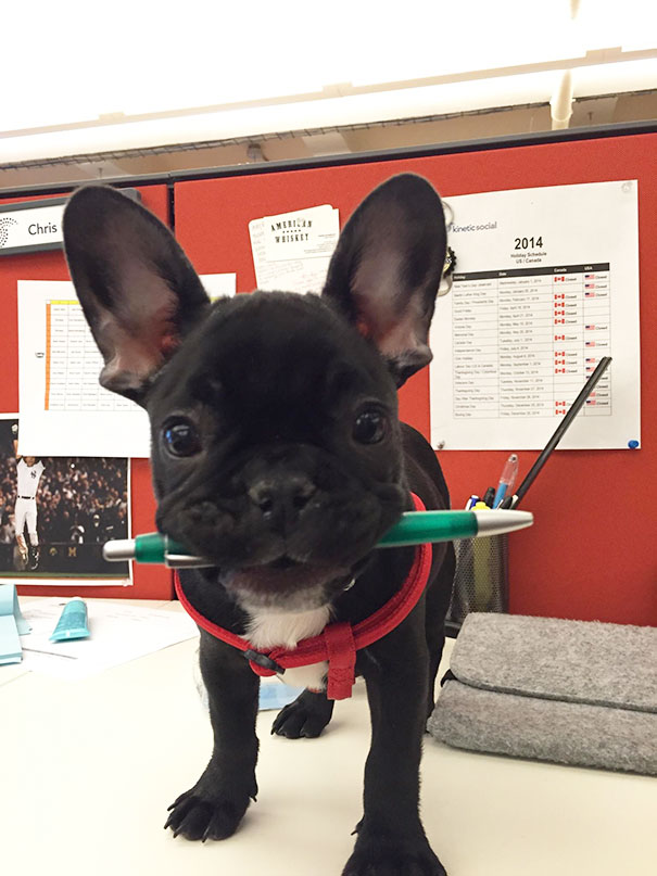 bring-puppy-to-work-15__605.jpg