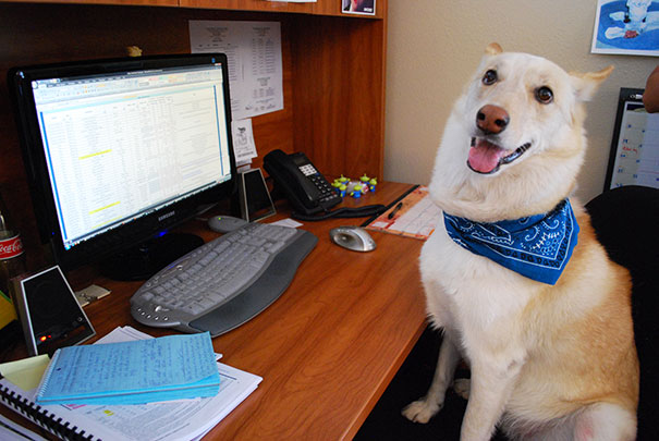 bring-puppy-to-work-11__605.jpg