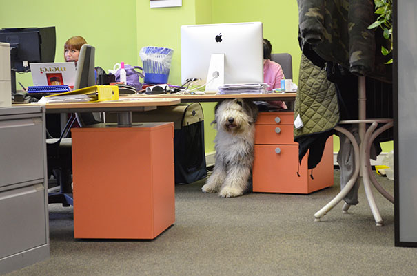 bring-puppy-to-work-9__605.jpg