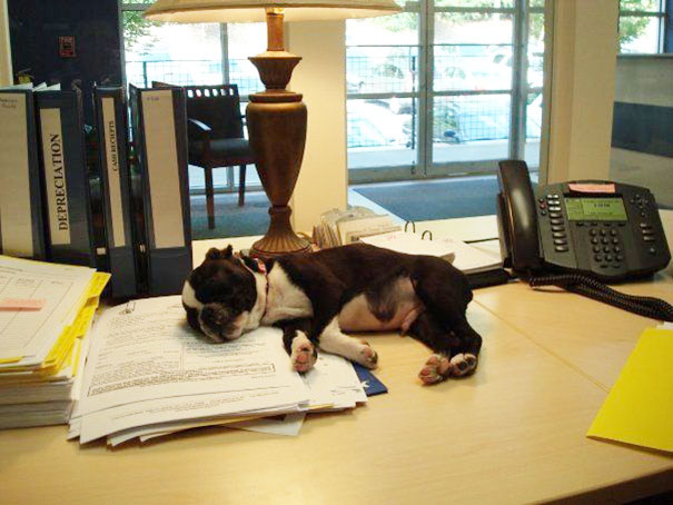 bring-puppy-to-work-7__605.jpg