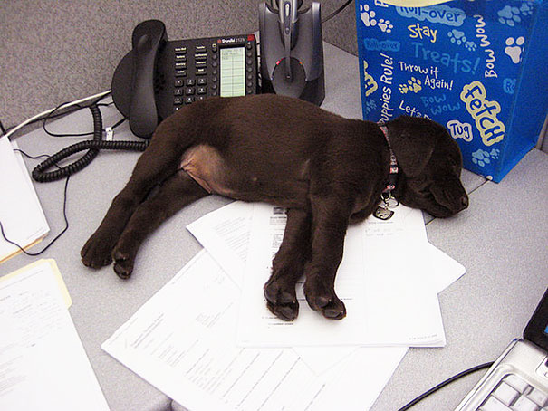 bring-puppy-to-work-5__605.jpg