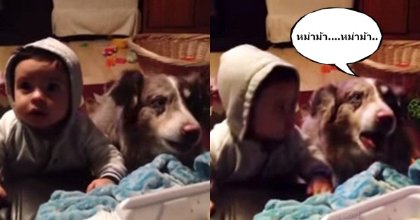 น้องหมาแย่งซีน เมื่อเด็กน้อยไม่ยอมพูดมาม๊า น้องหมาเลยพูดแทนเพื่อได้หม่ำข้าวแทน