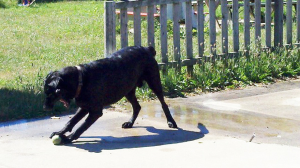 น้องหมาแสนรู้ รีบกระโดดช่วยเจ้านายน้อยวัย 14 เดือน พลัดตกน้ำในสระหลังบ้าน