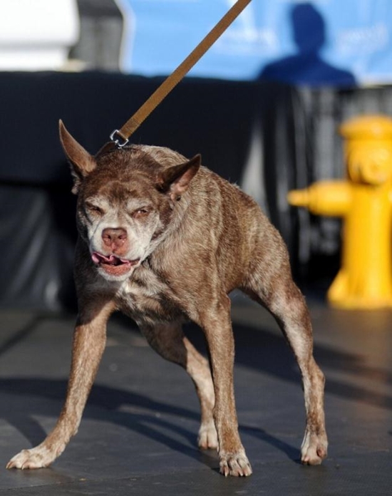 เจ้าควอสิโมโด สุนัขสายพันธุ์ผสมพิทบลู-ดัตช์ แชพเพิร์ด  สุนัขอัปลักษณ์ที่สุดในโลก 2015