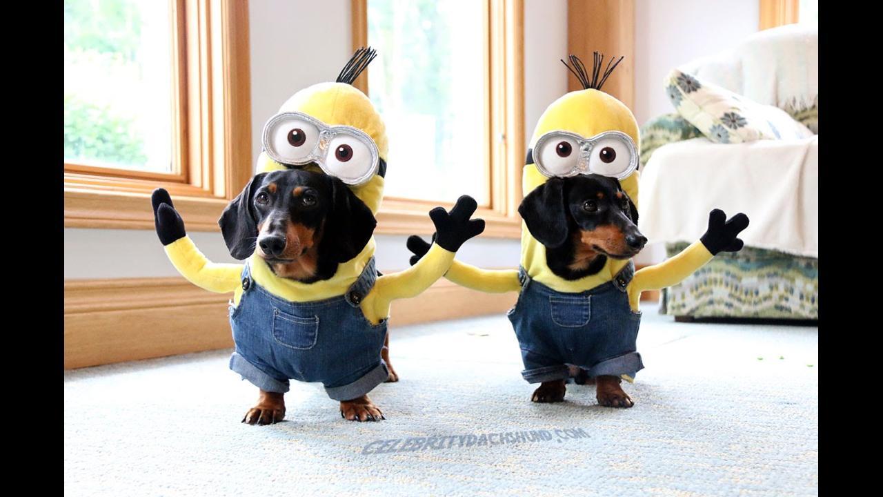 แฟชั่น ชุดน้องหมา Wiener Dog Minions ฮาไหมหล่ะนั้น อยากได้สักชุด
