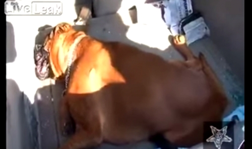 สุนัขช็อคตาย ทิ้งไว้ในรถกลางอากาศร้อนนาน 4 ชม. เหตุ เจ้านายช้อปปิ้งเพลิน มีคลิป