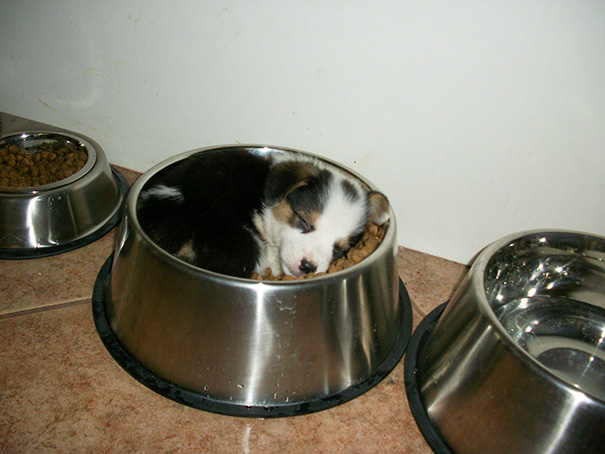 sleeping-puppy-21__605.jpg