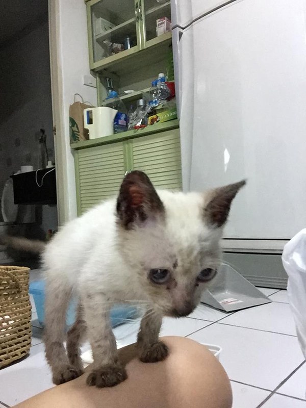 วิวัฒนาการ จากลูกแมวข้างกองขยะสู่ปัจจุบัน เมื่อได้รับความรักจากเธอคนนี้