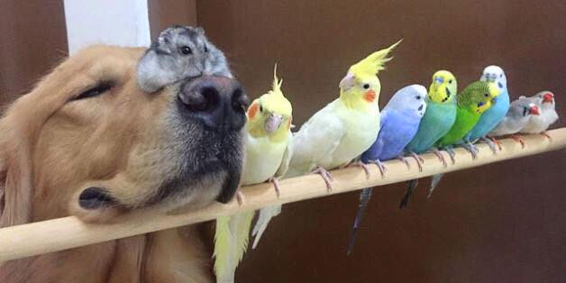 เพื่อนซี้ต่างสายพันธ์  สุนัขพันธุ์โกลเด้น กับ นก 8 ตัวกับแฮมสเตอร์อีก1 ภาพน่ารักมาก