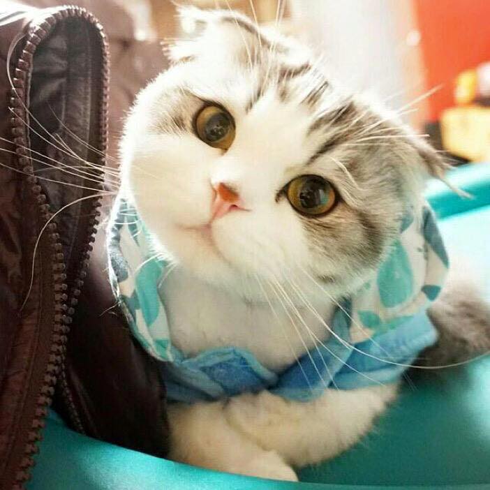 แมวสงสัย ความน่ารักจึงเกิดขึ้น มีเอียงคอด้วย ทาสแมวว่างัย