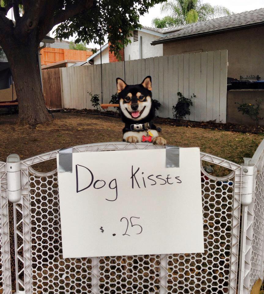 kiss dog น้องหมาขายจูบ สนใจไหม เร่เข้ามาเลย
