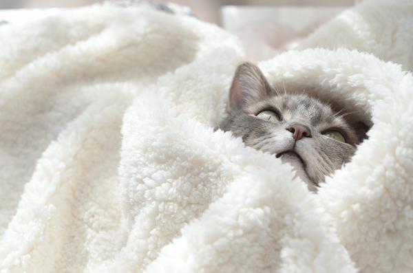 แมวนอน ได้ฟรุ้งฟริ้งมุ้งมิ้งมาก ขาวนุ้มมนุ่ม สำหรับทาสแมว อดใจไม่รักได้ไหม