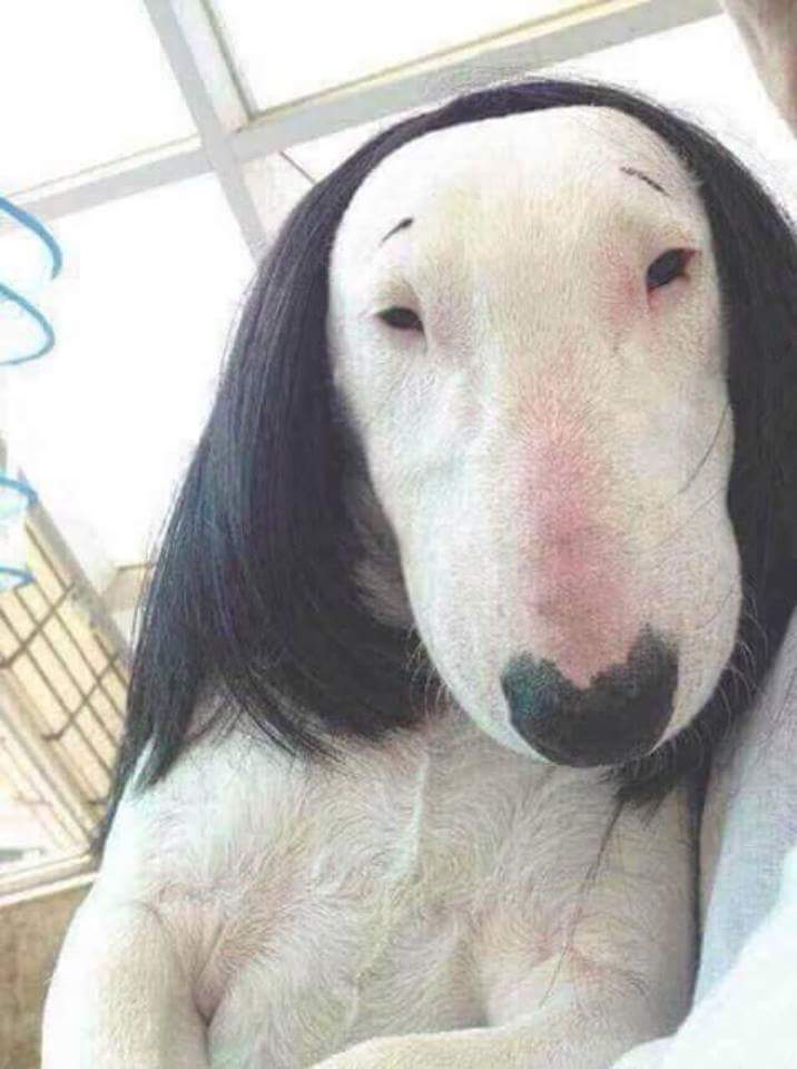 หมาหน้าวัว เมื่อนางอยากมีผม บูลเทอเรีย น้องหมา bull terrier ฟรุ้งฟริ้ง