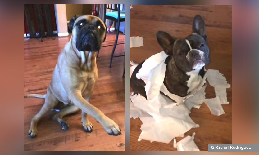 คลิปน้องหมาฮาฮา มีโบ้ยความผิด เมื่อเจ้าของถาม “ใครทำ?”แถมตีหน้าเศร้าบีบน้ำตา