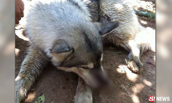 เจ้าของหมาไซบีเรียน แจ้งความแล้ว รับไม่ได้ ผู้ใหญ่บ้านฆ่าไซบีเรียน ไปกิน บอกแค่พูดประช