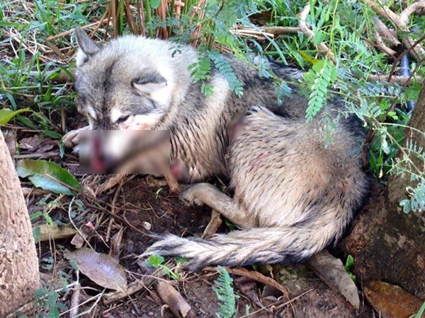 ฟังจากปากผู้ใหญ่บ้าน ปมสั่งฆ่าไซบีเรียน ชำแหละเนื้อแจกชาวบ้านกิน !?