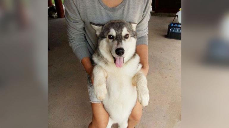 กลุ่มคนรักสุนัขเดินทางมาขอความเป็นธรรมให้ "โจโก้" สุนัขพันธุ์ไซบีเรียนที่อาคารมาลีนนท์