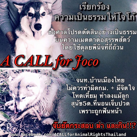 ยอดทะลุแสน !! คนแห่ลงชื่อเรียกร้องความเป็นธรรมให้กับ ไซบีเรียน "โจโก้"