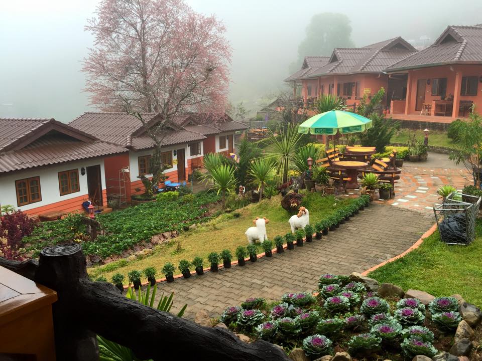 ดอยอ่างขาง หมาพักได้ แนะนำ ที่พัก รีสอร์ท โรงแรม บังกะโล ต้อนรับสัตว์เลี้ยง เชียงใหม่