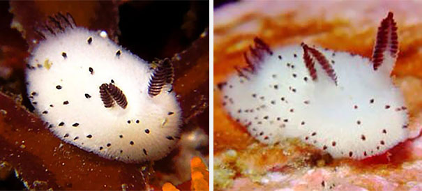 cute-bunny-sea-slug-jorunna-parva-12.jpg