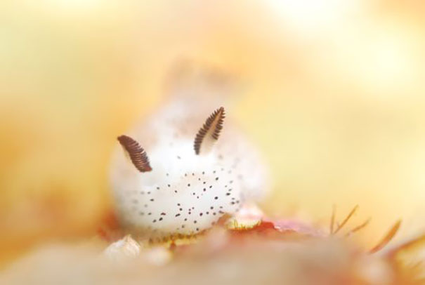 cute-bunny-sea-slug-jorunna-parva-8.jpg