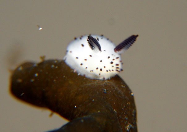 cute-bunny-sea-slug-jorunna-parva-3.jpg