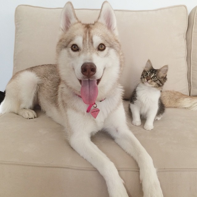 husky-dog-mother-rescues-kitten-lilo-rosie-6.jpg