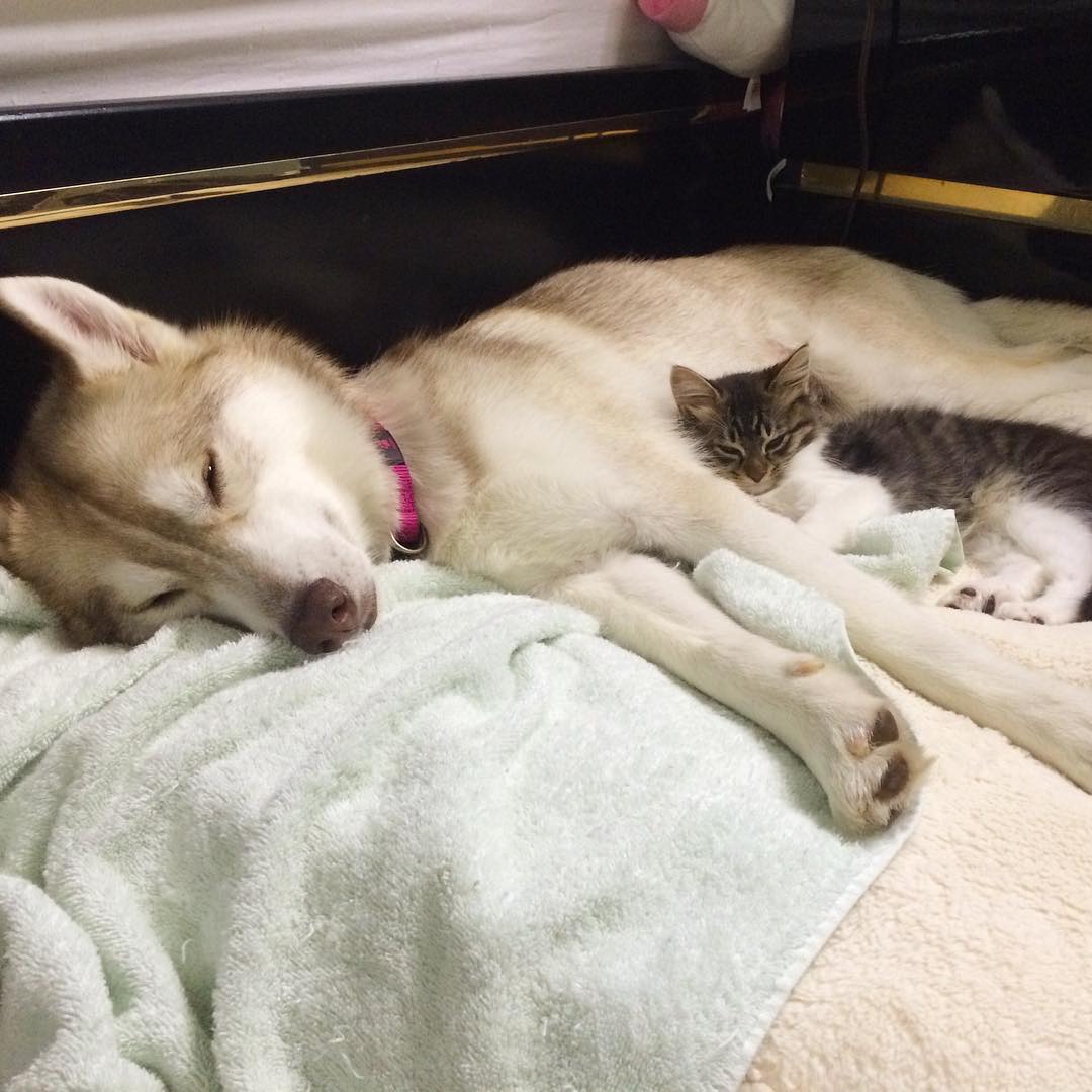 husky-dog-mother-rescues-kitten-lilo-rosie-8.jpg