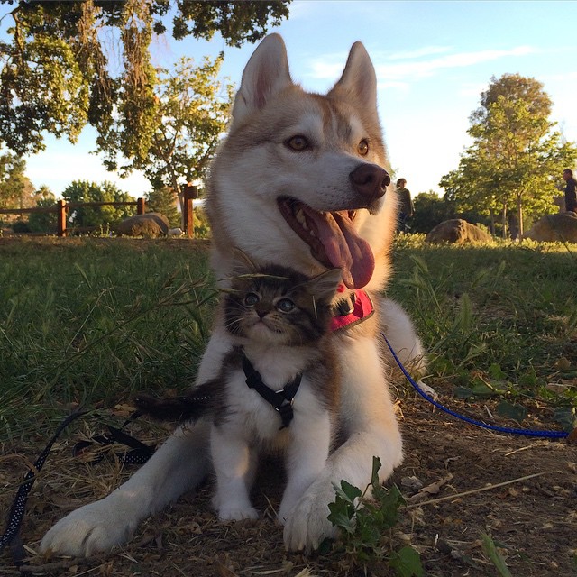 husky-dog-mother-rescues-kitten-lilo-rosie-9.jpg