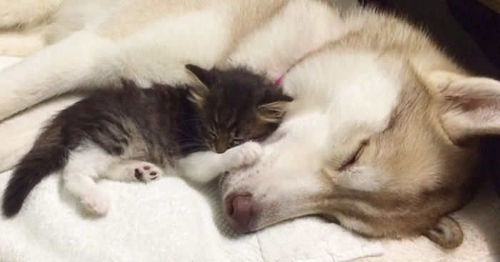 husky-dog-mother-rescues-kitten-lilo-rosie-fb__700.jpg