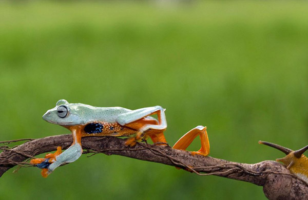 ภาพสุดยอดอะเมซิ่ง เมื่อกบขี้เกียจกระโดด เลยขอเกาะหลังหอยทาก เจ๋งมาก