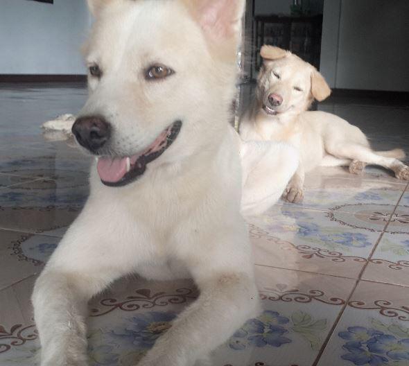 เรามาถึงจุดนี้ได้ยังไงที่ น้องหมาถ่ายภาพแล้วแย่งซีนกัน ได้มุ้งมิ้งแบบนี้นะ