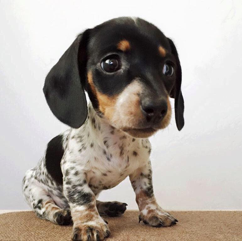 คิดว่าลูกหน้าเหมือนใคร ครอบครัวน้องหมาน่ารักมุ้งมิ้งแบบนี้ อดใจไม่รักได้งัย