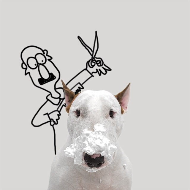 Bull Terrier บูลล์เทอร์เรีย ถ่ายภาพสุดน่ารักแนวๆ ฮอตมากๆใน Instagram