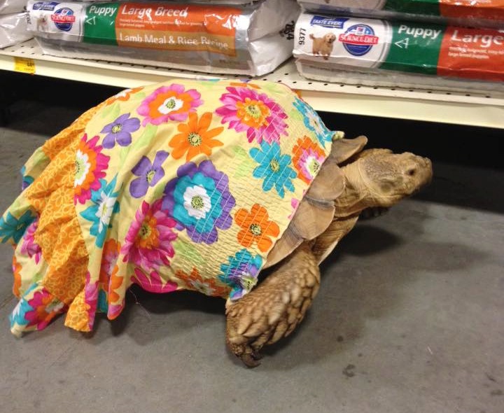 เต่าตัวน้อย ก็สามารถมีชุดเดรสสวยๆใส่ด้วยนะ สัตว์โลกน่ารักก็เงี้ยะ