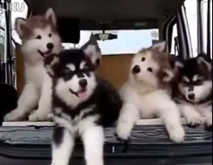 ไซบีเรียน หันไปหมาตลกไประ คลิปน่ารักแห่งปี เลย Siberian Husky so funny