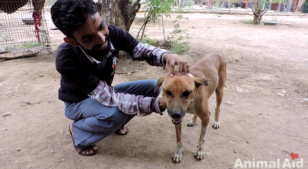 น้องหมาถูกพบในสภาพขี้เรื้อนหนัก แต่แล้วมันก็น่ารักขึ้นมาได้อีกครั้ง กับแววตาที่สดใส
