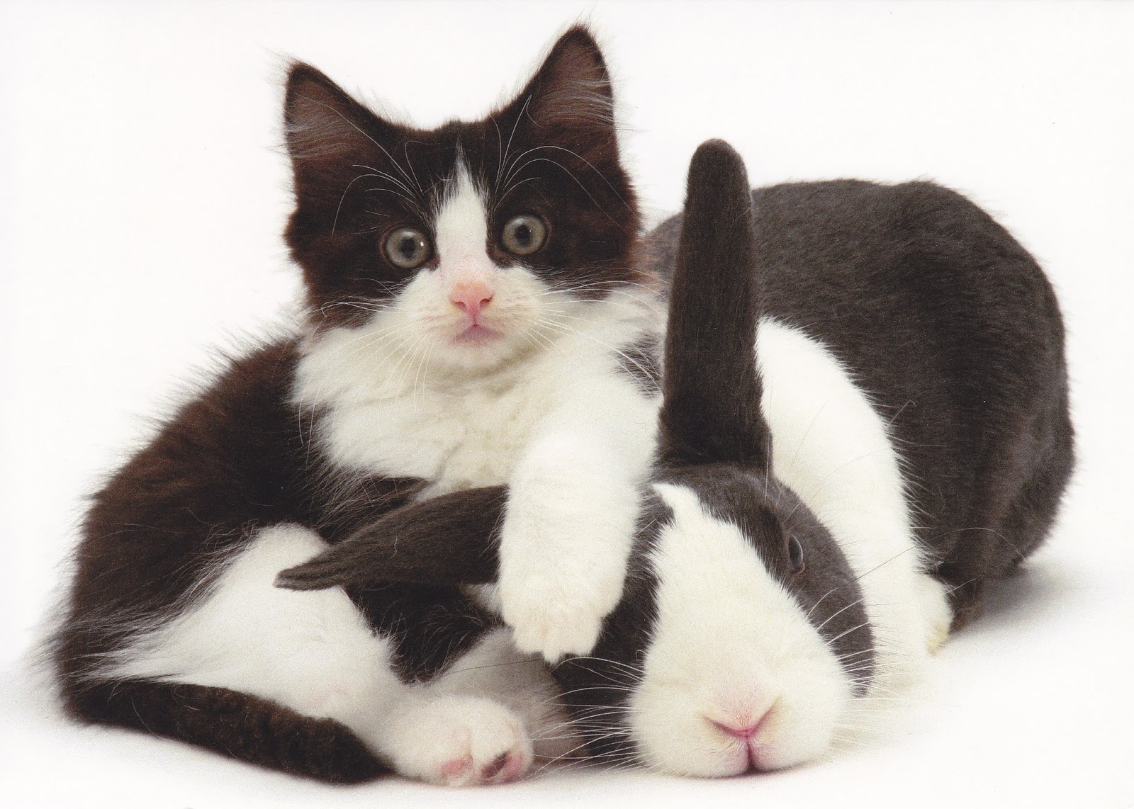 Bunny and cat card.jpg