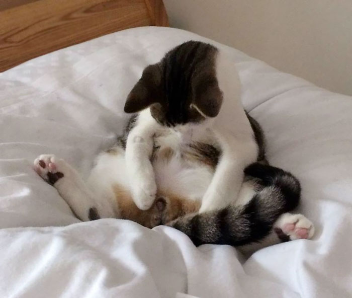 ไมโล แมวตกใจสุดขีดเมื่อตื่นมา ไข่หายไป โกธรสุดๆ โดยไม่รู้ว่าโดนทำหมันไปแล้ว