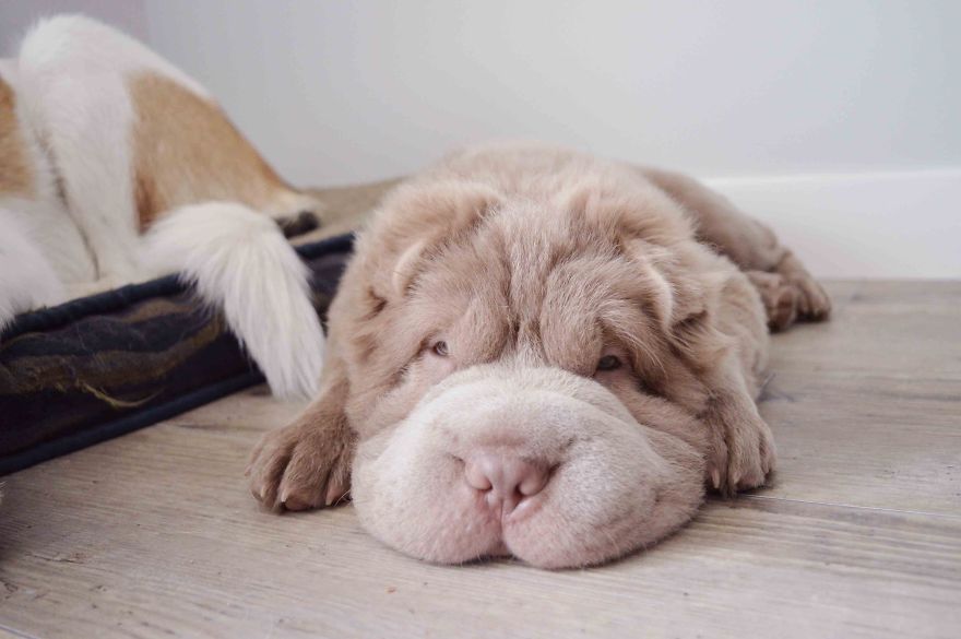 Tonkey  เป็นสุนัขพันธ์ Shar Pei ที่หน้าเหมือนหมี จนมีคนตามไอจี เป็นแฟนคลับเพียบนะ